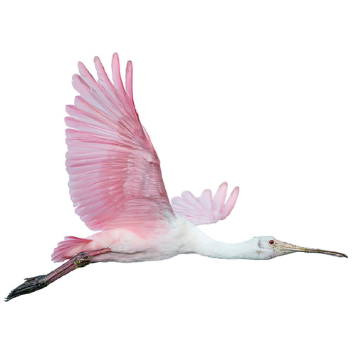 flying pink bird